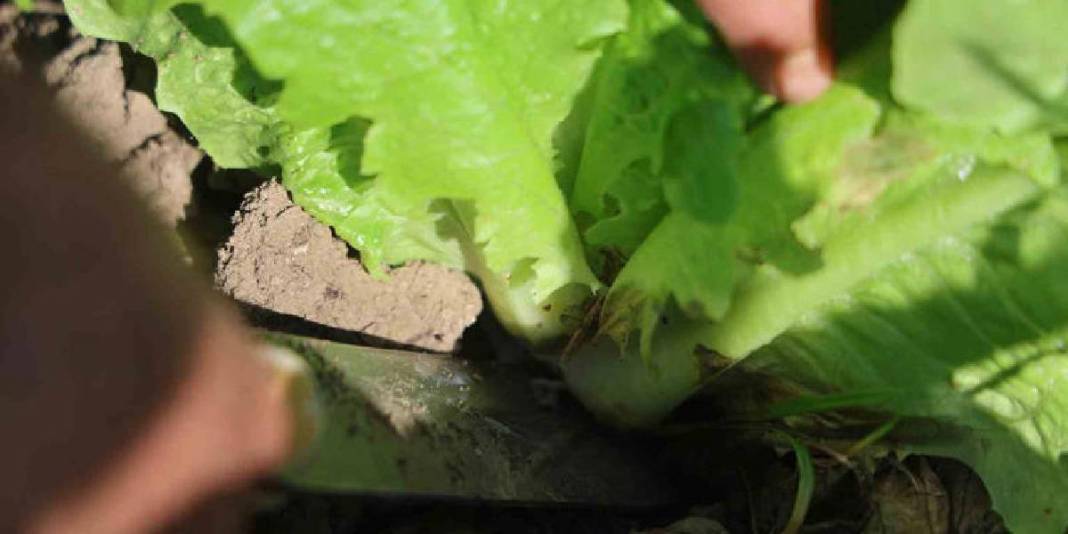 Yağmur yağdı hasat 15 gün erken başladı! Bereketli topraklardan sofralara: Tarlada 25 olsa da manavda 70 TL! 7